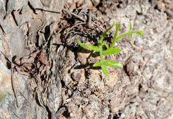 Background. Tree trunk with dark bark and a green twig in the center. Mallorca Island. Spain