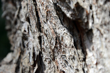 Background. Tree trunk with rough dark bark fragments along the edges. Mallorca Island. Spain