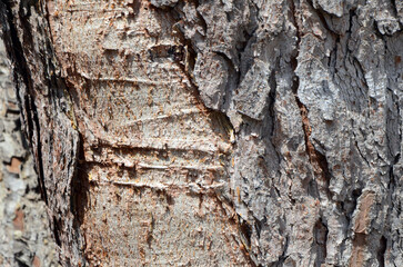 Background. Tree trunk with fragments of rough dark bark at the edges and lighter in the center....