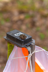 A forest frog sits at electric composter for orienteering