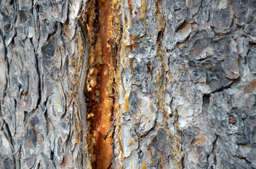 Background. Tree trunk with fragments of rough dark bark and deep yellow-brown furrow vertically....