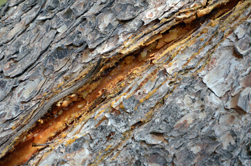 Background. Tree trunk with fragments of rough dark bark and deep yellow-brown furrow along the...