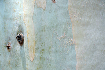 Background. Light background of a plane tree trunk without bark with dark knots. Majorca Island. Spain