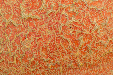 Flat Pumpkin closeup texture background