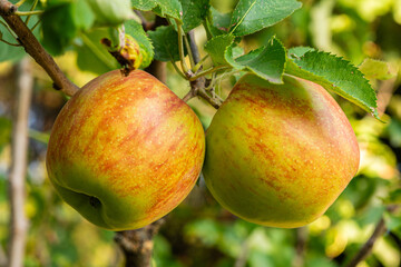 fresh and juicy apples growing on a apple tree branch