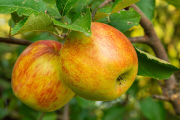 fresh and juicy apples growing on a apple tree branch