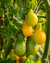 fresh and juicy yellow cherry tomatoes growing on the branch in a greenhouse