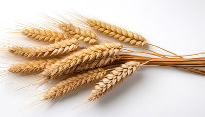 wheat plant, isolated on a white background