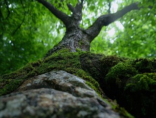 Naklejka premium Lush green forest with moss-covered rocks and tree trunk