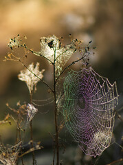 Tęcza złapana w sieci. Pajęczyna © Maciej