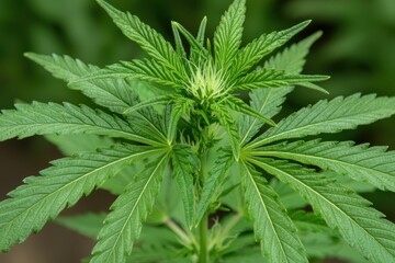 Close-up of a lush green cannabis plant