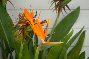bird of paradise flower, Strelitzia blooming, flower, plant