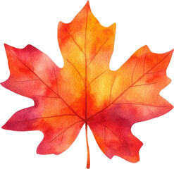 Obraz premium Autumn watercolor maple leaf red orange fall foliage isolated transparent background