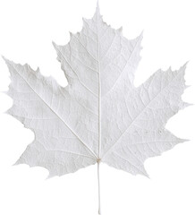 Fototapeta premium White maple leaf isolated transparent background autumn foliage natural texture