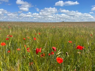 blue sky over field