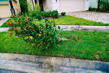 A big tree fall after the hurricane milton in Florida
