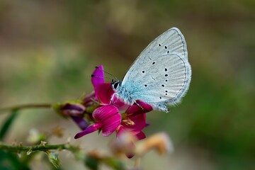 butterfly on flower