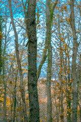 Obraz premium autumn forest in the autumn