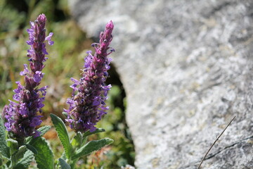 Close-up of wild flower