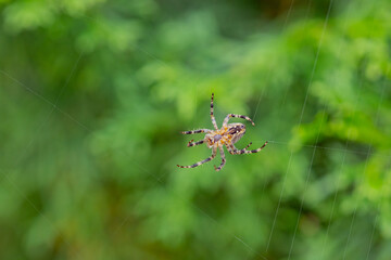 Close-up of spider building web in garden with vibrant green background on a sunny day. Concept of nature, wildlife, and spider behavior