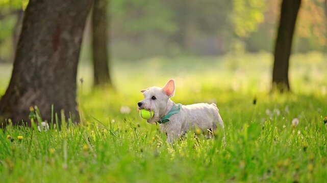 Miniature white Schnauzer dog running in the park, 4k footage.