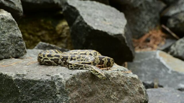beautiful python on black stone