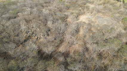 BIOMA CAATINGA IMAGEM AEREA