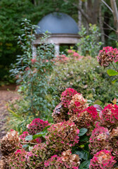 Stunning deep autumn colours on display in the flower beds at Wisley garden, Woking, Surrey UK.