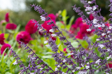 Stunning deep autumn colours on display in the flower beds at RHS Wisley garden, Woking, Surrey UK.