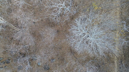 BIOMA CAATINGA IMAGEM AEREA