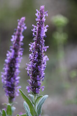 Close-up of a Catmint