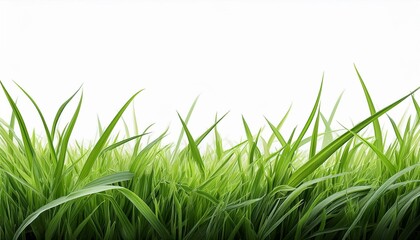 Obraz premium a green grass isolated background