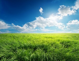 Obraz premium green grass under the blue sky