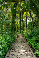 Obraz premium Green forest path bathed in sunlight, lined with vibrant plants and tall trees, providing a scenic and natural walking trail for relaxation, adventure, and connection with nature, calm outdoor setting