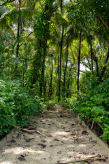 Green forest path bathed in sunlight, lined with vibrant plants and tall trees, providing a scenic and natural walking trail for relaxation, adventure, and connection with nature, calm outdoor setting