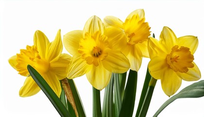 Fototapeta premium yellow spring flowers daffodils isolated on white background with clipping path flowers objects for design advertising postcards narcissus flowers