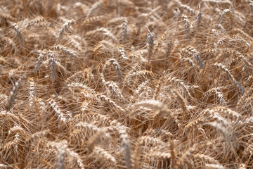 Seed ripe nature background. Golden crop and ear of wheat. Farmland with rye in summer. Agriculture wheat field. Field on an agriculture farm. Farming. Crop field. Field harvesting