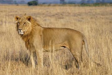 Solitary lion close up in the grass seen on a game drive in Botswana