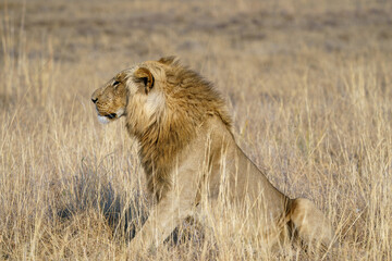 Solitary lion close up in the grass seen on a game drive in Botswana
