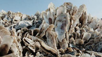 Oyster Farming Ocean Reef in South Carolina