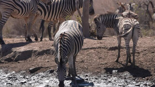 Zebra (Equus quagga) herd on the plains of Africa. A mother and foal at waterhole edge risking attack by crocodile to get a drink of water during the late winter dry season. Slow motion, 25 percent