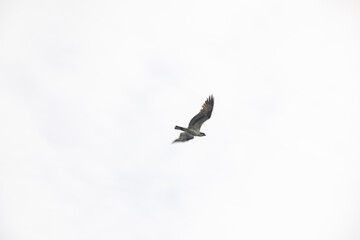 seagull flying in the sky