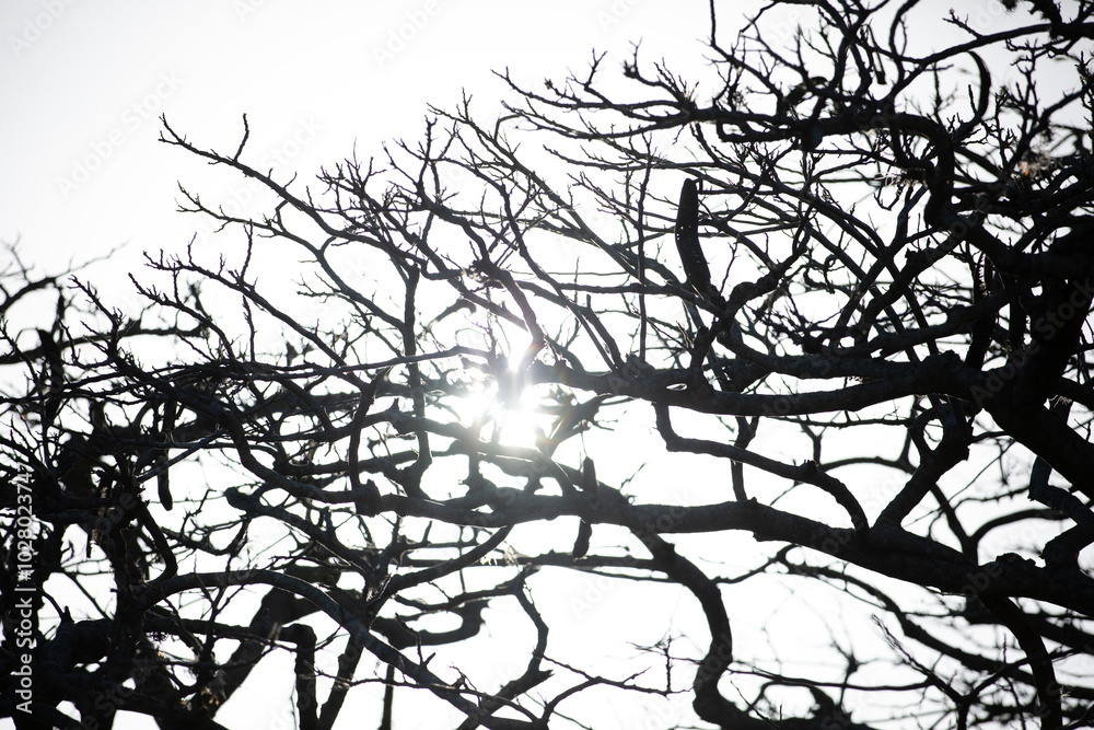 Wall mural tree branches silhouette