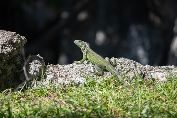 Iguana on rock 