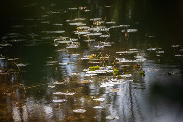 plants in the pond