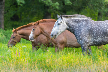 Three horses lined up eating grass 