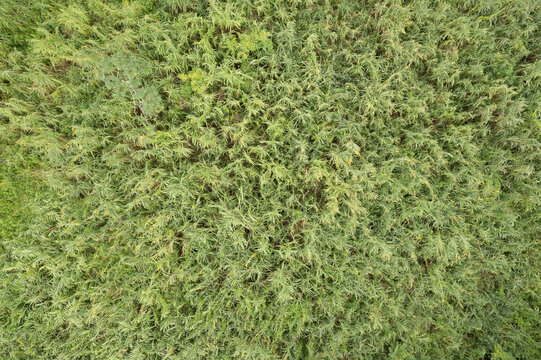 green grass background