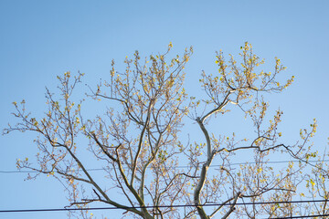 yellow tree branches against blue sky