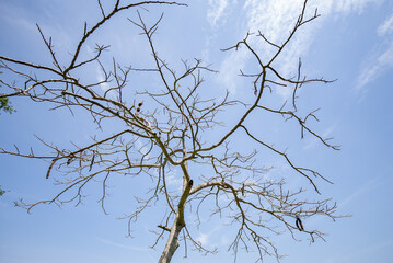 tree against blue sky