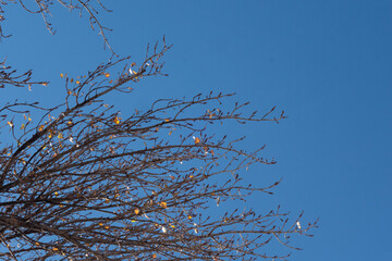 branches against blue sky